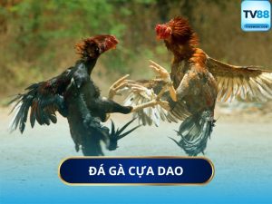 Đá Gà Cựa Dao Là Gì?