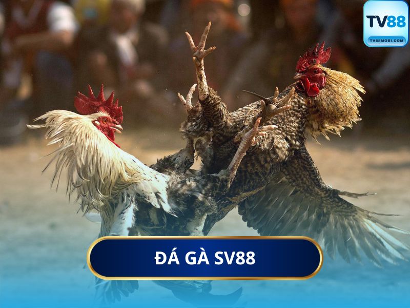 Đá gà SV88 khẳng định vị thế vững chắc nhờ sự minh bạch và chuyên nghiệp