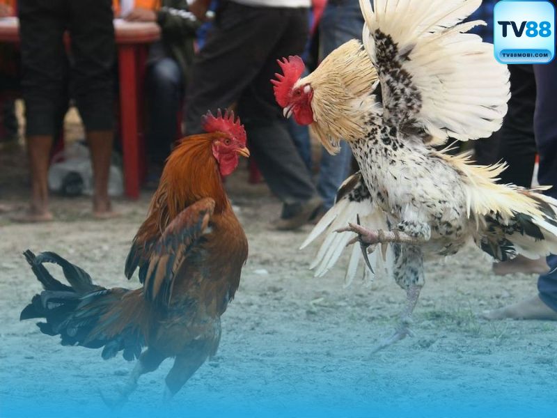 Hướng Dẫn Cách Đặt Cược & Đọc Kèo Đá Gà TV88