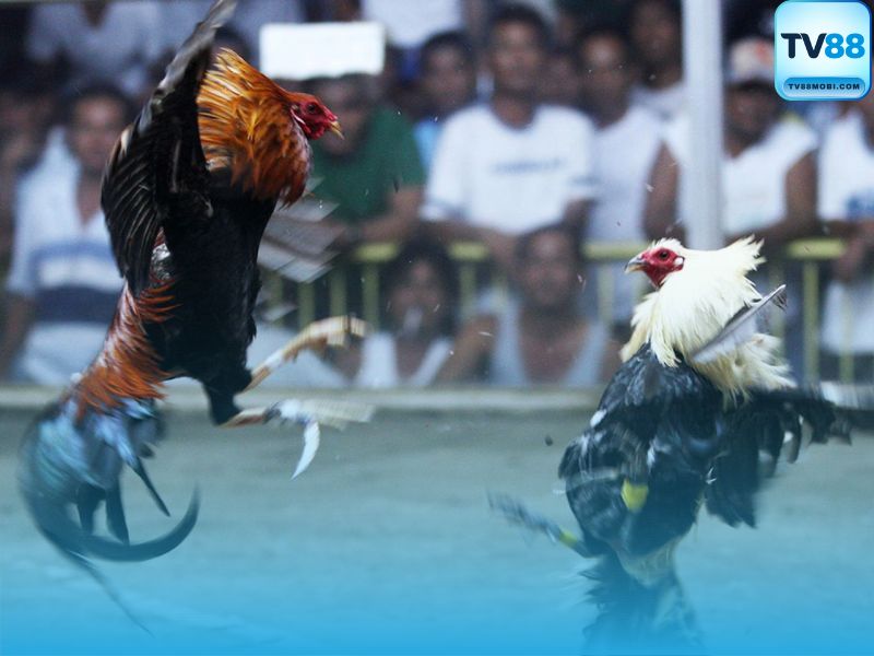 Luật Chơi & Tỷ Lệ Cược Tại Đá Gà Cựa Dao